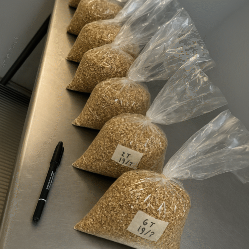 ChatGPT Image 26 oct 2025, 01_37_54 Grano para Cultivo de Hongos